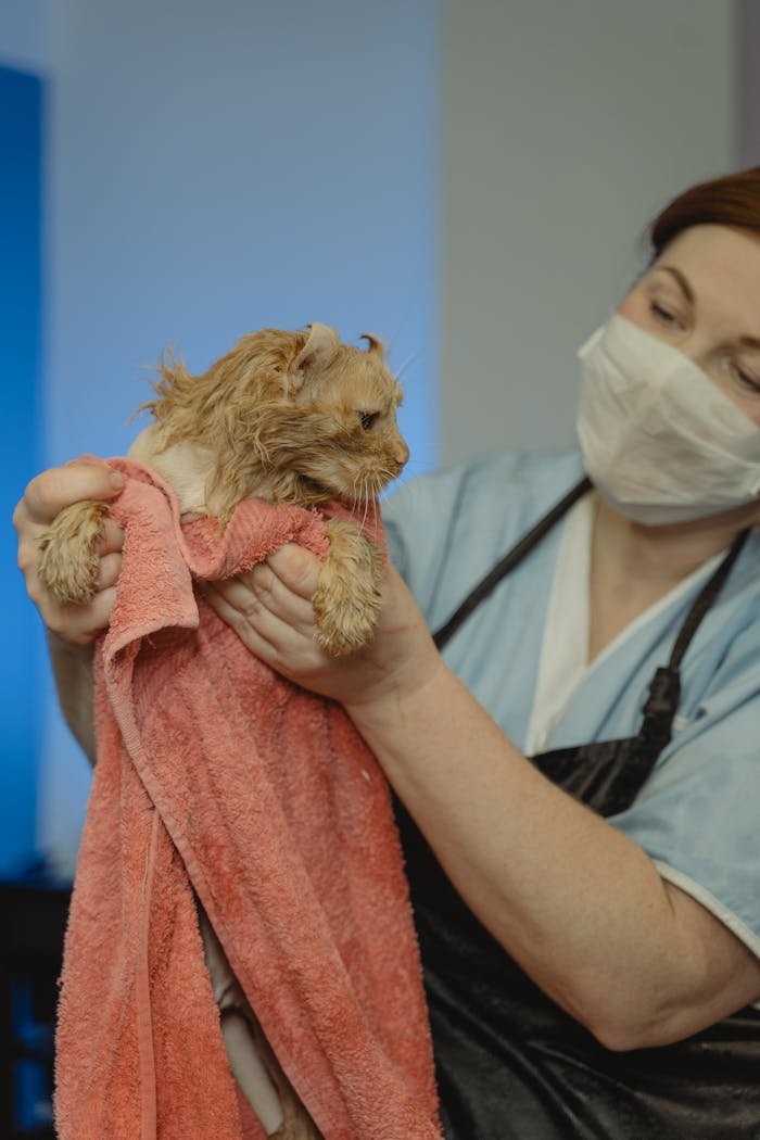 Veterinarian in a mask towels a wet cat after a bath in a clinic.